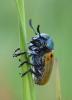 Labidostomis sp.